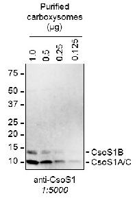 CsoS1A/B/C | Major carboxysome shell protein 1A, AB, 1C in the group Antibodies Plant/Algal / Photosynthesis / RUBISCO/Carbon metabolism at Agrisera AB (Antibodies for research) (AS14 2760)